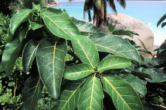 Seychellen 1999-051.jpg